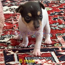 All white - White black and tan male Toy Fox Terrier puppy in Wayne, Oklahoma from FritzFox Toy Fox Terriers