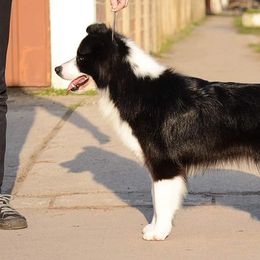 Nyah - Border Collie