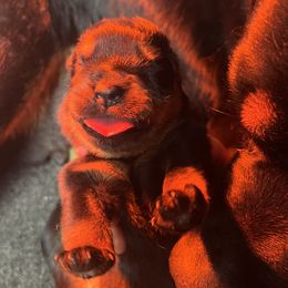 Fabia female - Black and mahogany female Rottweiler puppy in Fredericktown, Missouri from Obsessions Rottweiler