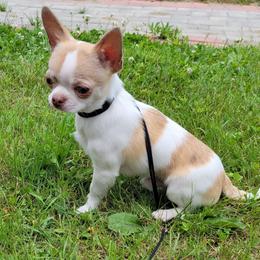 Chili - Chihuahua