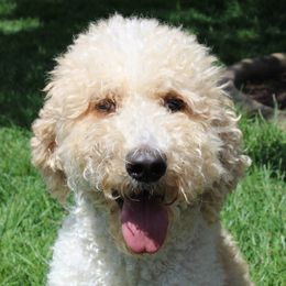 Tammy - Poodle