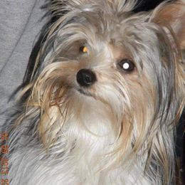 Armani - Yorkshire Terrier