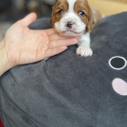 Cavalier King Charles Spaniel and Cavapoo Puppies from Larisa's Cavaliers