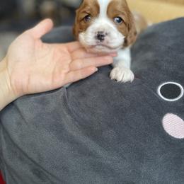 Cavalier King Charles Spaniel and Cavapoo Puppies from Larisa's Cavaliers