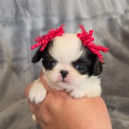 Cali - White and black female Japanese Chin puppy in Romeoville, Illinois from KonopkaKennelsLLC