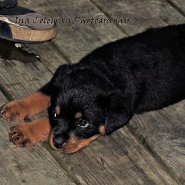 Black and Tan Coonhound and Rottweiler Puppies from Vom Heldenhaft Rottweilers