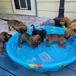 Dachshund Puppies from Walkers Weiners