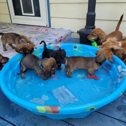 Dachshund Puppies from Walkers Weiners