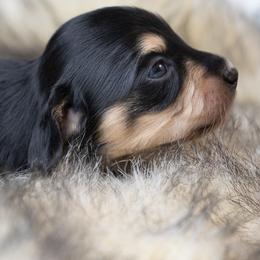 Maximillian - Black and cream male Dachshund puppy in Barnesville, Pennsylvania from Dachsy