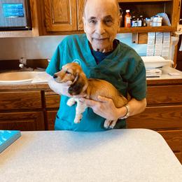 Dachshund Puppies from Northwest Dachshunds