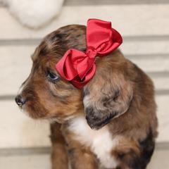 Australian Mountain Doodle, Australian Shepherd, Bernedoodle, Labradoodle, and Poodle Puppies from Island View Poodles & Doodles