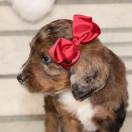 Australian Mountain Doodle, Australian Shepherd, Bernedoodle, Labradoodle, and Poodle Puppies from Island View Poodles & Doodles