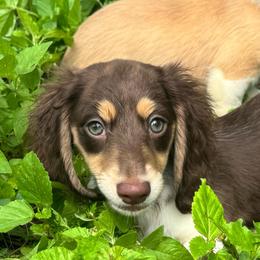 Frog. - Piebald female Dachshund puppy in Alice, Texas from Crimson’s longhair Dachshunds
