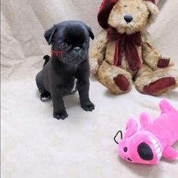 Black Girl - Black female Pug puppy in Medina, Ohio from T Tiny Treasures