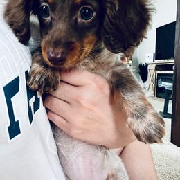 Reese - Dachshund