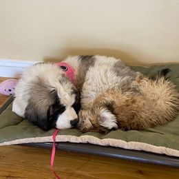 Pyrenean Mastiff All Grown Up from Bella Dulce