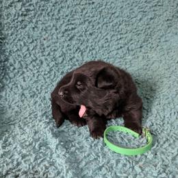 Green - Black male German Shepherd puppy in Motley, Minnesota from Von Thomson Haus