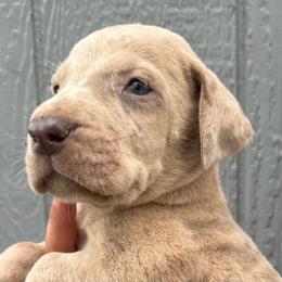 Milky way - Mantle merle male Great Dane puppy in Florida from Beachside Kennels
