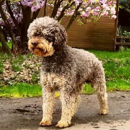 Benji - Benigni - Lagotto Romagnolo