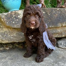 Java - Liver and white female Springerdoodle puppy in Lisbon, Ohio from Willow Lane Doodles