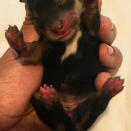 Dixie - Black and silver female Miniature Schnauzer puppy in Texas from Blue Rose's Schnauzers