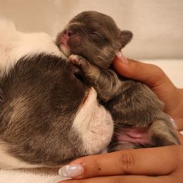French Bulldog Puppies from Floofie Frenchies