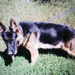 Jax - German Shepherd