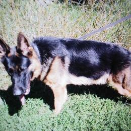 Jax - German Shepherd