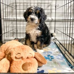 Bernedoodle and Bernese Mountain Dog Puppies from Central Wisconsin Bernedoodles