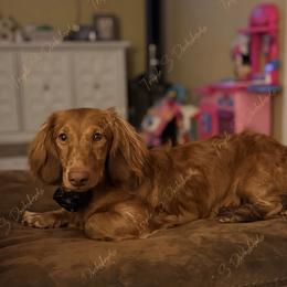 Dachshund All Grown Up from Triple S Dachshunds