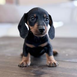 Shelby - Black and tan male Dachshund puppy in Crystal, Michigan from Mare-Bella Smoothcoat Edition