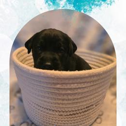Noelle - Teal Collar - Black female Labrador Retriever puppy in Sumerduck, Virginia from Cedar Mountain Retrievers