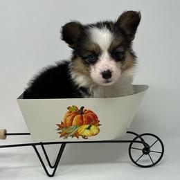 Lolli - Black and tan female Pembroke Welsh Corgi puppy in Waco, Texas from The Comma Corgis