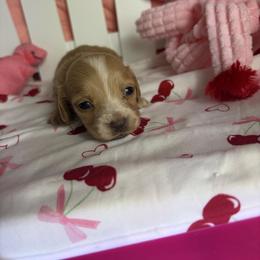 Paige - Cream female Dachshund puppy in Lake City, Florida from My Ditzy Doxies of Florida