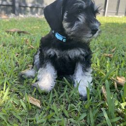 Miniature Schnauzer Puppies from Miniature Schnauzer Paradise llc