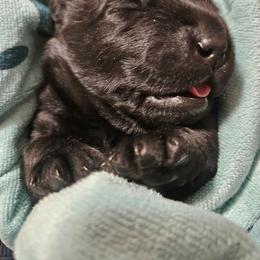 Boy 1 - Black male Labrador Retriever puppy in Naselle, Washington from East Deep River Farm and Labradors