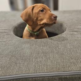Vizsla Puppies from Driftless Vizslas