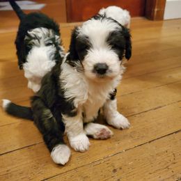 Pomeranian and Sheepadoodle Puppies from Fluffy Wonders Poms and Doodles