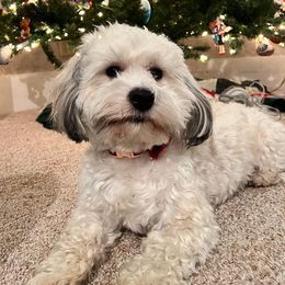 Desmond - Havanese