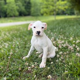 Boy 6 - White male Boxer puppy in Prestonsburg, Kentucky from Bre’s Boxers