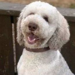 Poodles from Fame S Standard Poodles