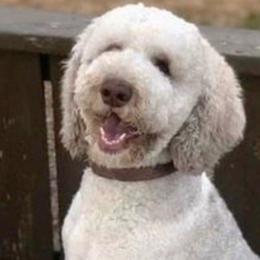 Poodles from Fame S Standard Poodles