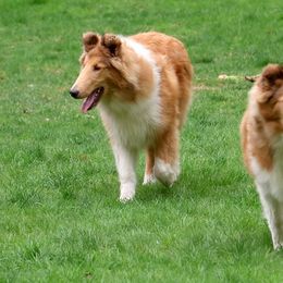 Collies from Devinwood Collies