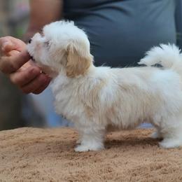 Cavachon, Cavalier King Charles Spaniel, Cavapoo, and Havanese Puppies from Peaks Pups & Cavachon Love Chocolate Cavaliers, Cavaliers, Cavachon’s, Cavapoos & Havanese