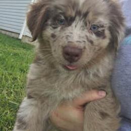 Australian Shepherd Puppies from Wagon Wheel Aussies