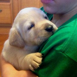 Labrador Retriever Puppies from Dublin’s Classic Labradors