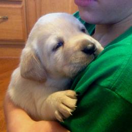 Labrador Retriever Puppies from Dublin’s Classic Labradors