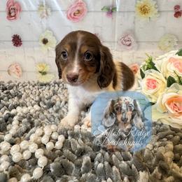 Lily - Piebald female Dachshund puppy in Adamsville, Tennessee from Shiloh Ridge Dachshunds