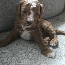 Cavapoo puppies from Jet Cavapoos