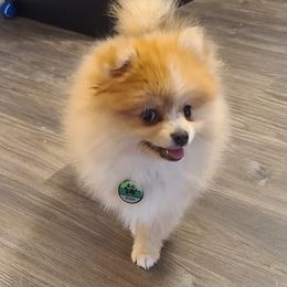 Pomeranians from Bruno & Bella's Poms